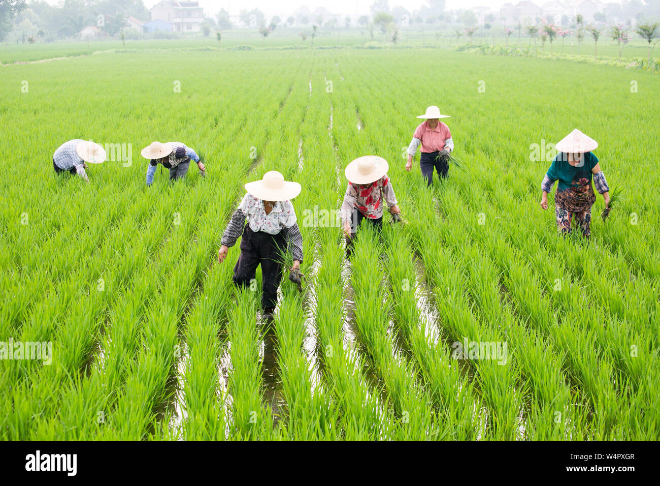 Cooperative Field Administration